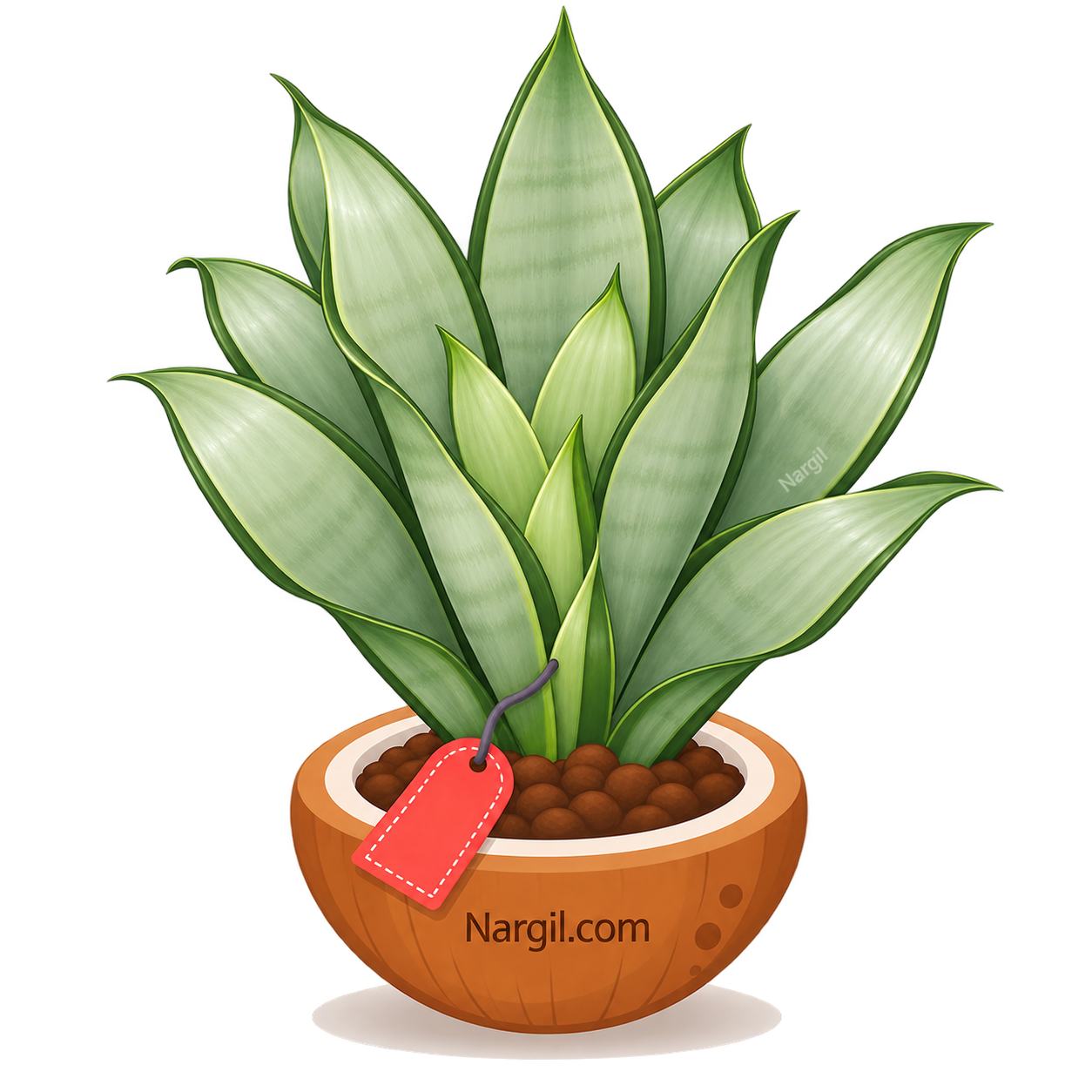 Nargil_Sansevieria Moonshine